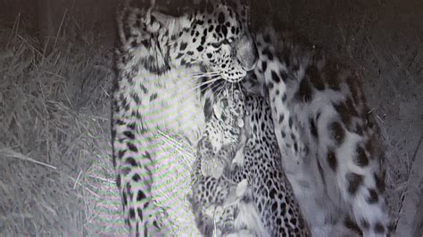 2 rarest leopards in the world born at CMZoo